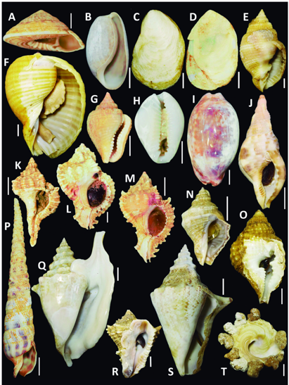 Image Credit: Mendonça, Luana Marina de Castro, Guimarães, Carmen Regina Parisotto, & Lima, Silvio Felipe Barbosa. (2019). Figure 2 in Mollusk bycatch in trawl fisheries targeting the Atlantic seabob shrimp Xiphopenaeus kroyeri on the coast of Sergipe, northeastern Brazil. In Papéis Avulsos de Zoologia (Vol. 59, pp. 1–12). Zenodo. https://doi.org/10.5281/zenodo.5234368 