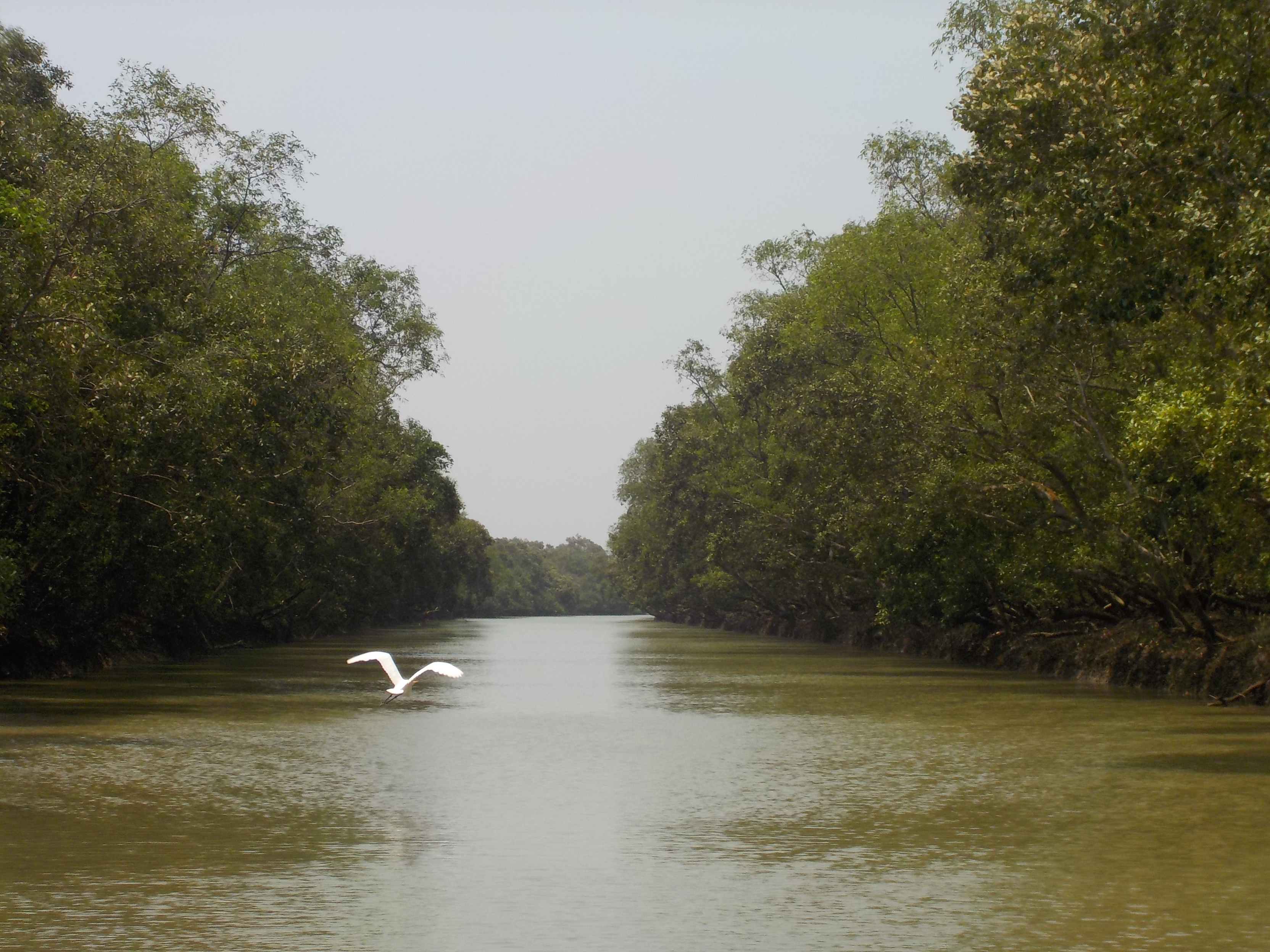 A large white bird, possibly a heron, flies ahead just over a river-like body of water. Trees and vegetation line either side of the water. The image was taken in the Bhitarkanika mangroves.