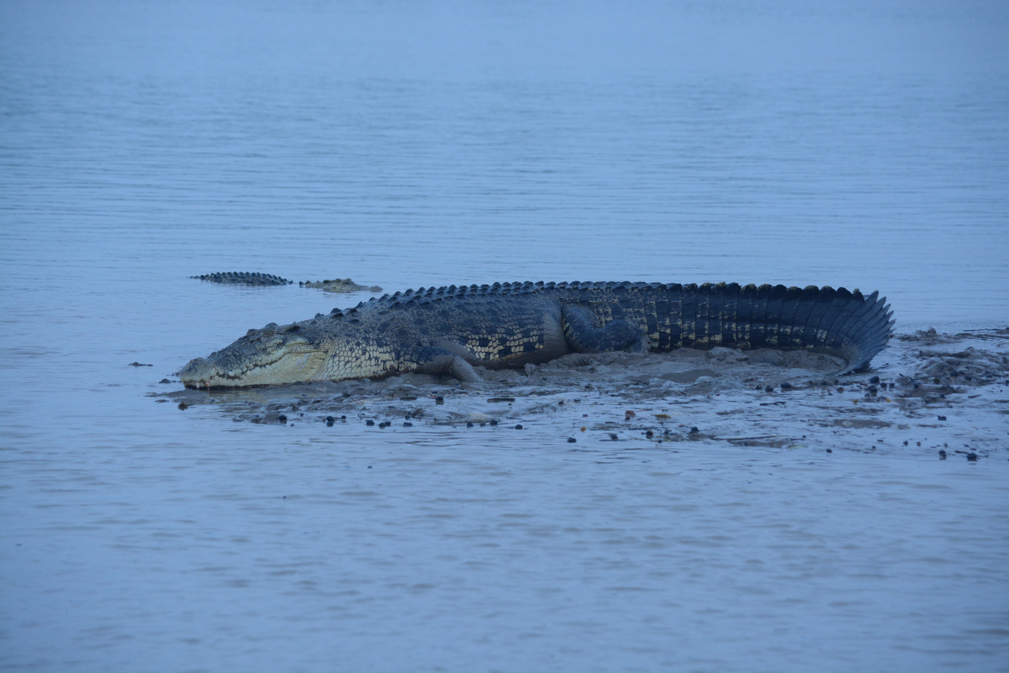 A saltwater crocodile on a muddy patch surrounded by water