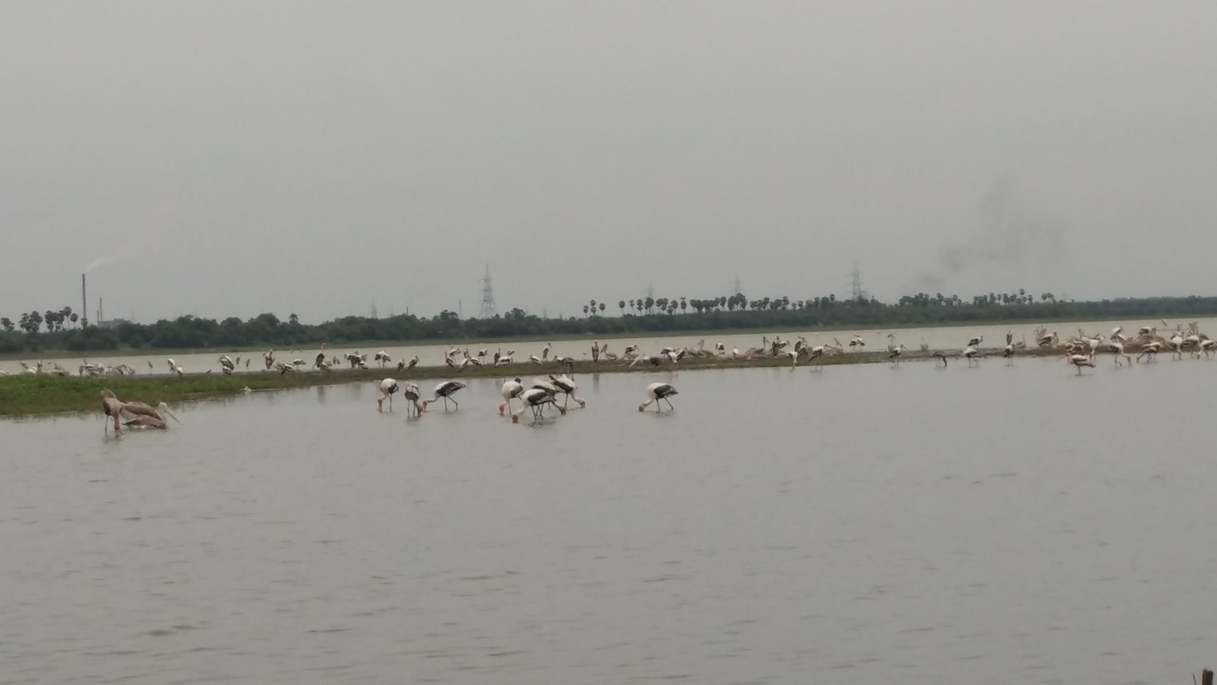A large body of water with trees and vegetation in the background. In the foreground there are many large white and grey birds walking through the water. Some are standing with their heads under the surface.